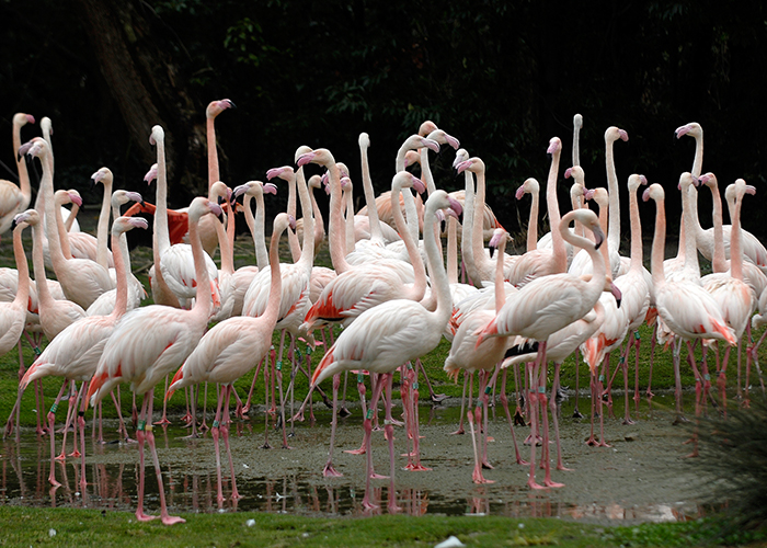 Widenhorn adopteert flamingo’s in Diergaarde Blijdorp