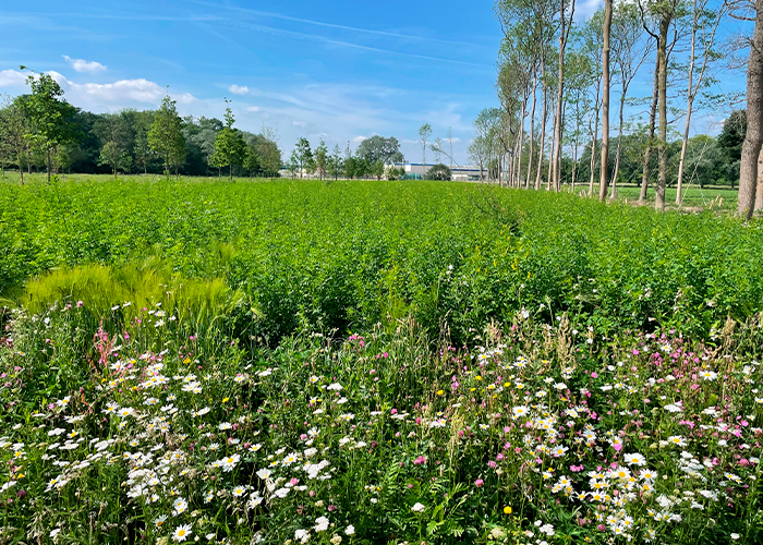 Bloemrijk grasland in het compensatiegebied bij VDL Nedcar, met links het Sterrebos, midden de autofabriek en rechts verplantte populieren, berken en essen afkomstig uit het Sterrebos.