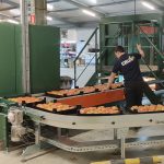 Een medewerker van Crux bij een sorteer- en verpaklijn voor tomaten.